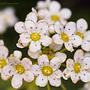 Skalnica gronkowa (Saxifraga paniculata)