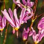 Bożykwiat nadobny (Dodecatheon pulchellum)