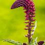 Tojeść purpurowa (Lysimachia atropurpurea)