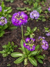 Pierwiosnek ząbkowany (Primula denticulata)