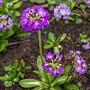 Pierwiosnek ząbkowany (Primula denticulata)