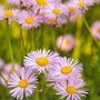 Przymiotno przyjemne (Erigeron concinnus)