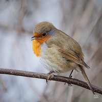 Rudzik (Erithacus rubecula)