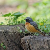 Pleszka (Phoenicurus phoenicurus)