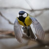 Bogatka (Parus major)