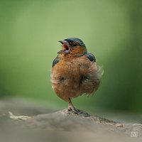 Zięba (Fringilla coelebs)