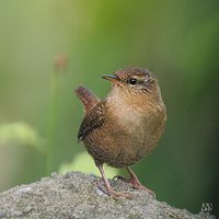 Strzyżyk (Nannus troglodytes)