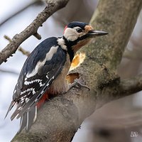 Dzięcioł duży (Dendrocopos major)