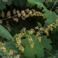 Makleja sercowata (Macleaya cordata)