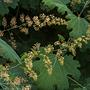 Makleja sercowata (Macleaya cordata)