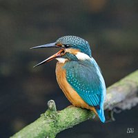 Zimorodek (Alcedo atthis)