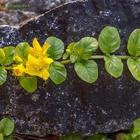 Tojeść rozesłana (Lysimachia nummularia)