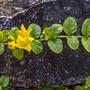 Tojeść rozesłana (Lysimachia nummularia)