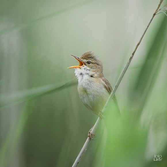 Trzcinniczek (Acrocephalus scirpaceus)