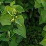 Kokornak powojnikowy (Aristolochia clematitis)