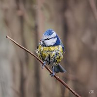 Modraszka (Cyanistes caeruleus)