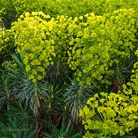 Wilczomlecz błękitnawy (Euphorbia characias)