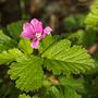 Jeżyna arktyczna (Rubus arcticus)