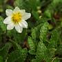 Dębik ośmiopłatkowy (Dryas octopetala)