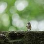 Muchołówka szara (Muscicapa striata)