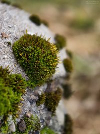 Tiny tuft of moss