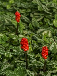 Obrazki plamiste (Arum maculatum)