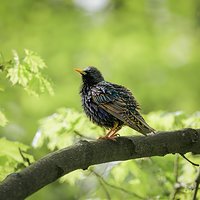 Szpak (Sturnus vulgaris)