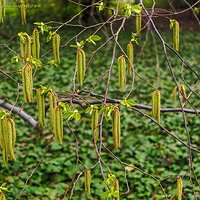 Chmielograb japoński (Ostrya japonica)