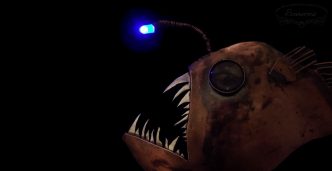 anglerfish