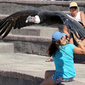 EL CONDOR PASA.