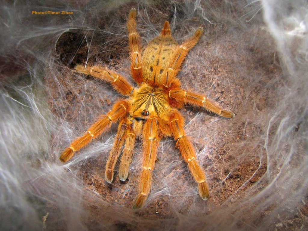 Pterinochilus murinus1