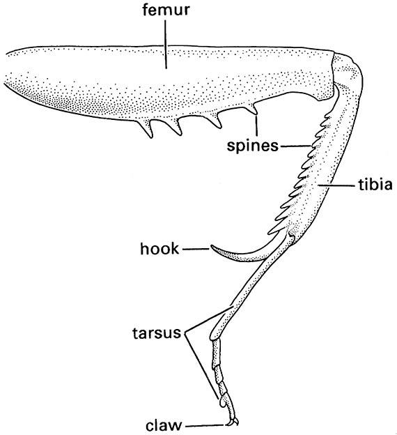 Distal part of the leg of a mantid showing the opposing rows of spines that interlock when the tibia is drawn upwards against the femur.