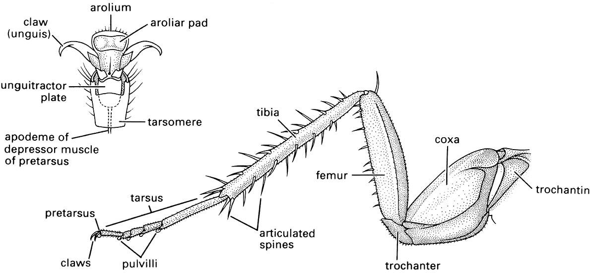 The hind leg of a cockroach, Periplaneta americana (Blattodea: Blattidae), with enlargement of ventral surface of pretarsus and last tarsomere.