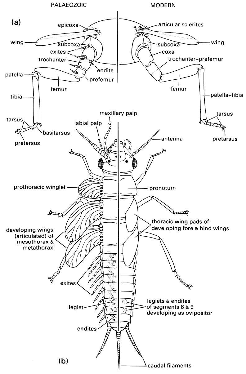 Appendages of hypothetical primitive Palaeozoic (left of each diagram) and modern (right of each diagram) pterygotes (winged insects):