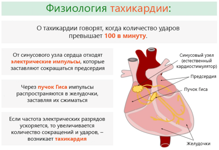 alt="     ?"/2835299_Fiziologiya_Tahikardii (700x478, 220Kb)