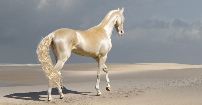 4897960_heavenlyhorse696x362 (696x362, 30Kb)