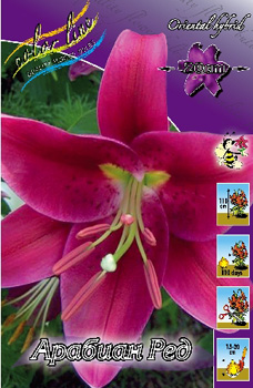 Lilium Arabian Red