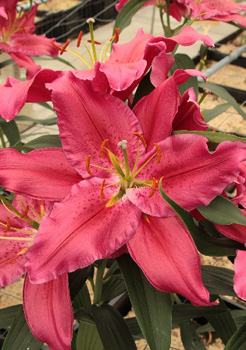 Lilium Bromley NEW