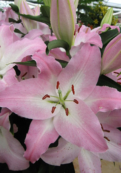 Lilium Camengo NEW