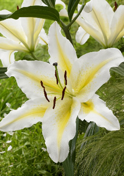 Lilium Columbia NEW