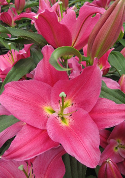 Lilium Fazira NEW