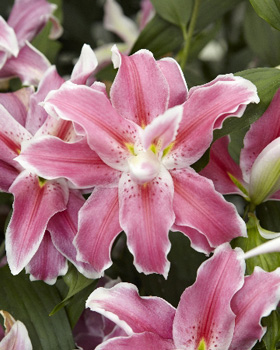 Lilium Lilac Cloud