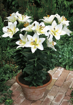 Lilium Little Rainbow 2 NEW