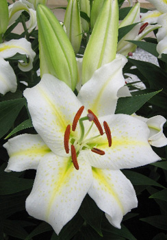 Lilium Luzia 1 NEW