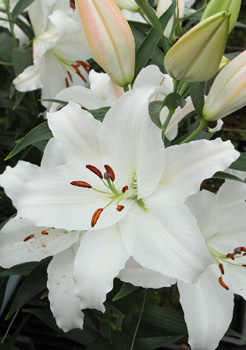 Lilium Nova Zembla NEW