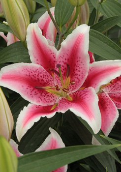 Lilium Tasman NEW