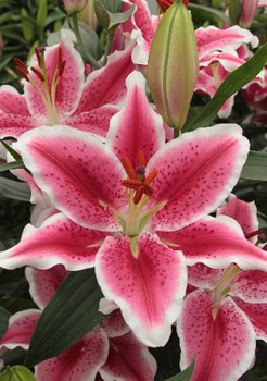 Lilium Veronika NEW