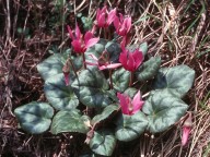 Cyclamen europaeum