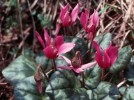 Cyclamen europaeum