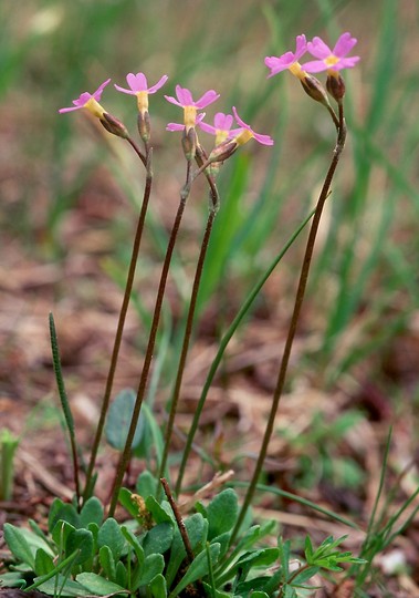 Primula stricta